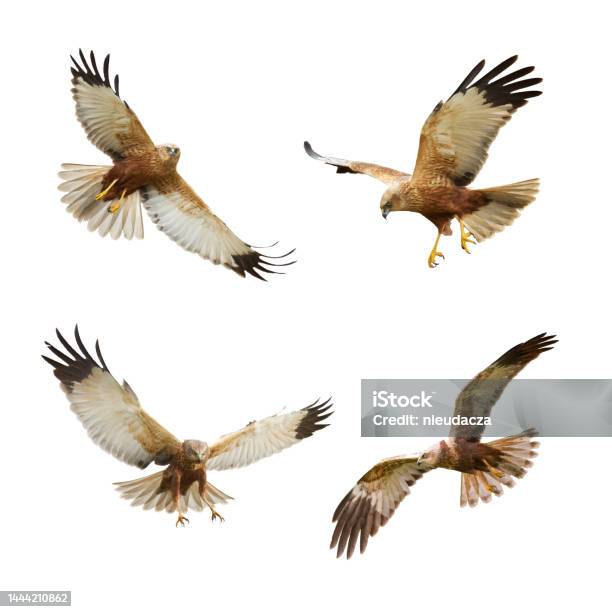 Bird Of Prey Marsh Harrier Circus Aeruginosus Isolated On White Background Mix Four Flying Birds Stock Photo - Download Image Now