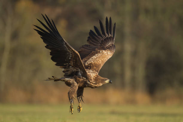 istock flying Majestic predator White-tailed eagle, Haliaeetus albicilla in Poland wild nature 1444210870