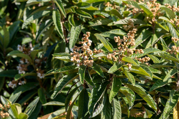 istock The flowering branches loquat (Eriobotrya japonica) close-up 1444210885