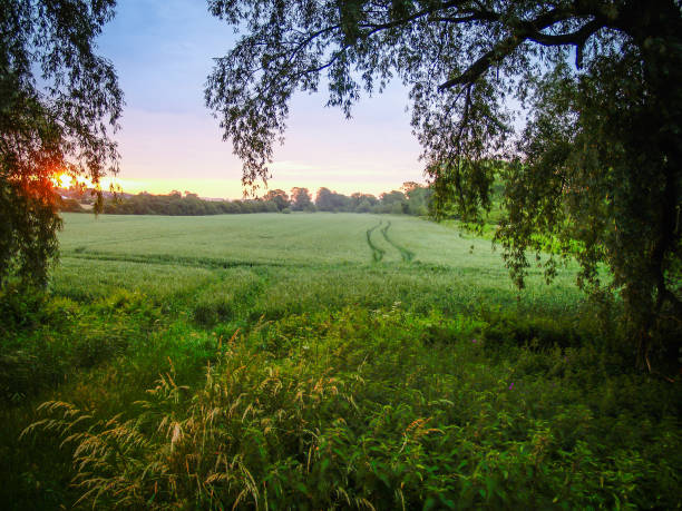 istock English rural landscape at sunrise 1444210888