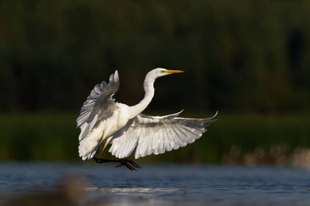 istock Bird Egretta alba Great Egret white bird on dark black background White Heron 1444211124