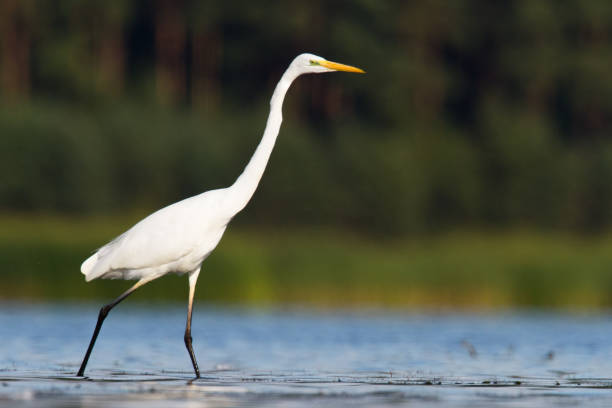 istock Bird Egretta alba Great Egret white bird on dark black background White Heron 1444211126