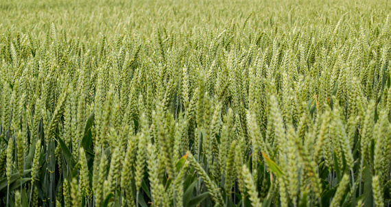 Field of near ripe barley in rural England