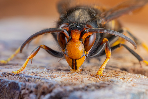 Wasp in front of a white background