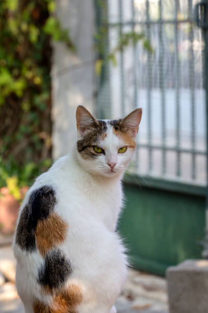 istock Three-colored cat with green eyes close-up 1444213078