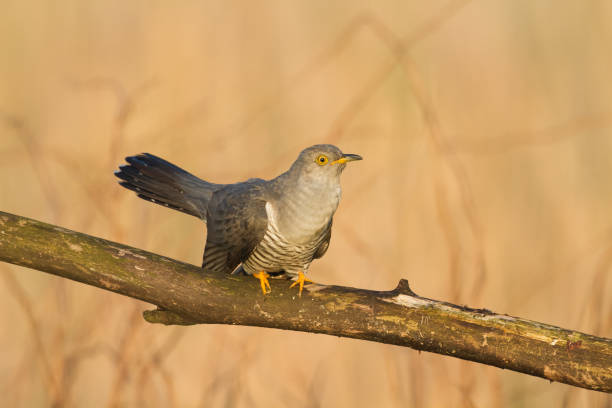 istock Cuckoo, Cuculus canorus, single bird - male on green background 1444213123