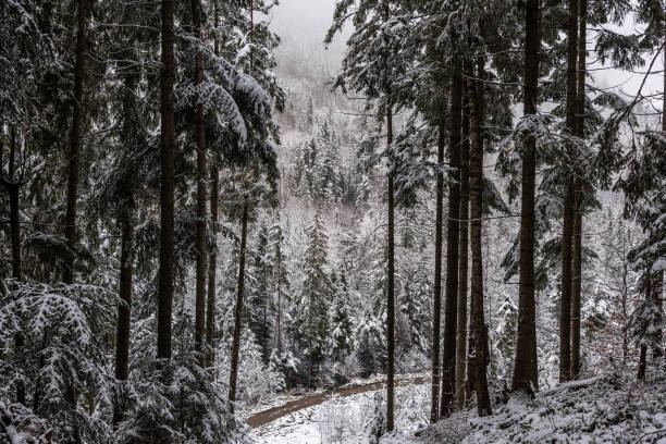 Snowy weather in the mountains. First snow
