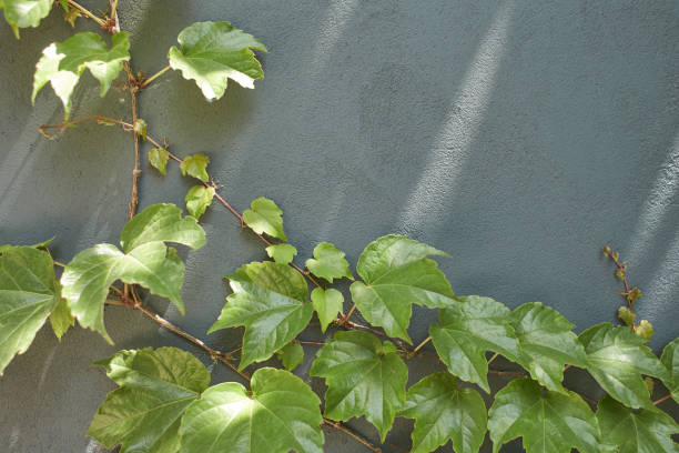 istock Blue wall half overgrown with ivy with green leaves. 1444215728