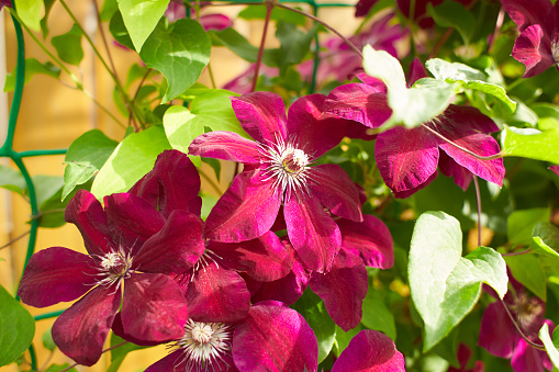 Red flowers of Clematis viticella in the garden. Summer and spring time.