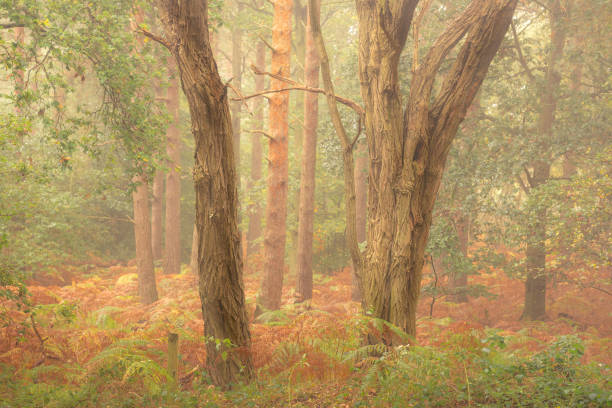 istock Misty woodland scene with two main tree characters. 1444217537