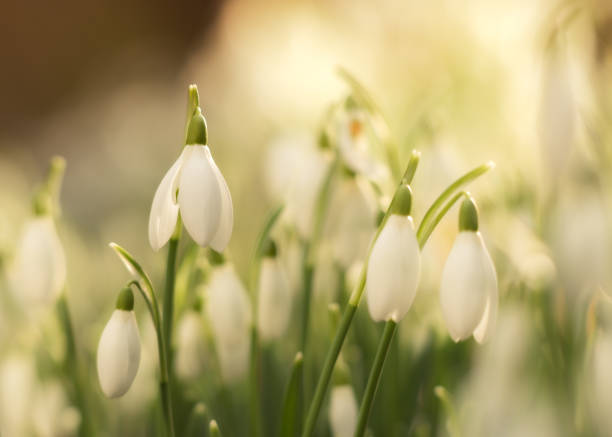 istock Snowdrops in soft golden light iii. Whitlingham Norfolk 1444217602