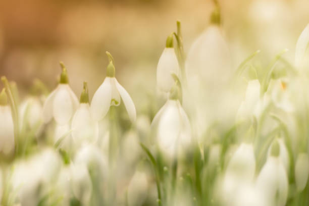 istock Snowdrops in soft golden light iv multiple exposure abstract. Whitlingham Norfolk 1444217611