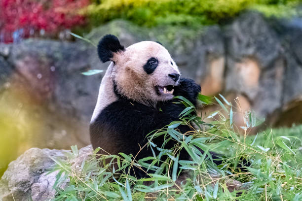 Giant Panda surrounded by Bamboo - real view