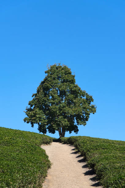 istock A tree standing alone at the end of a hill 1444218490
