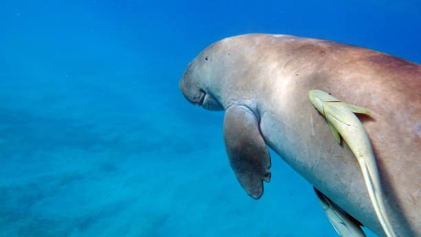 istock Dugongo. Sea Cow in Marsa Alam. 1444219585