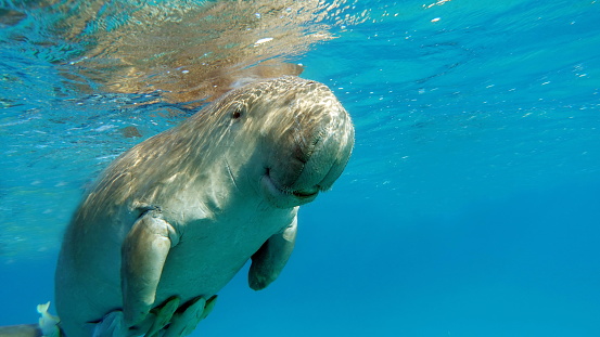 Dugong calf in shallow water at Marsa Alam, Egypt. The dugong is a medium-sized marine mammal. It is one of four living species of the order Sirenia, which also includes three species of manatees. It is the only living representative of the once-diverse family Dugongidae; its closest modern relative, Steller's sea cow (Hydrodamalis gigas), was hunted to extinction in the 18th century. The dugong is the only strictly marine herbivorous mammal, as all species of manatee use fresh water to some degree.