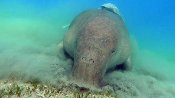 istock Dugongo. Sea Cow in Marsa Alam. 1444219653