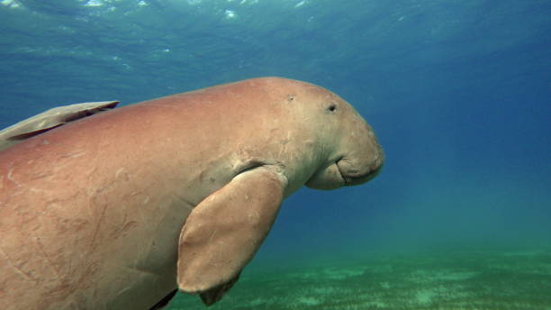 istock Dugong (dugong dugon) or seacow in the Red Sea. 1444219730