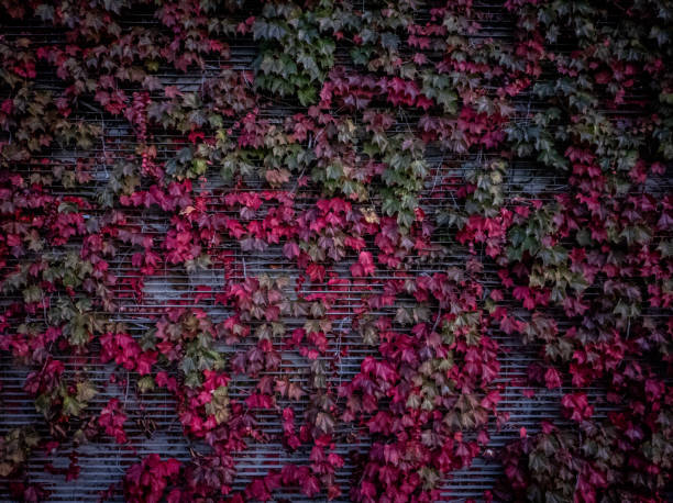 foglie di vite verdi e rosse con struttura metallica - ivy brick wall vine foto e immagini stock