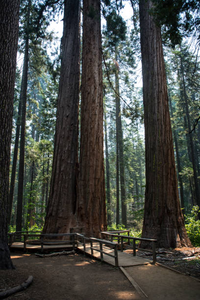 istock Giant Sequoia Redwood forest 1444220142