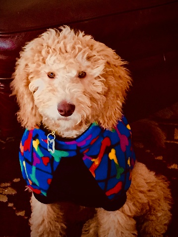 Chicago winters can be cold a golden doodle wearing his over coat