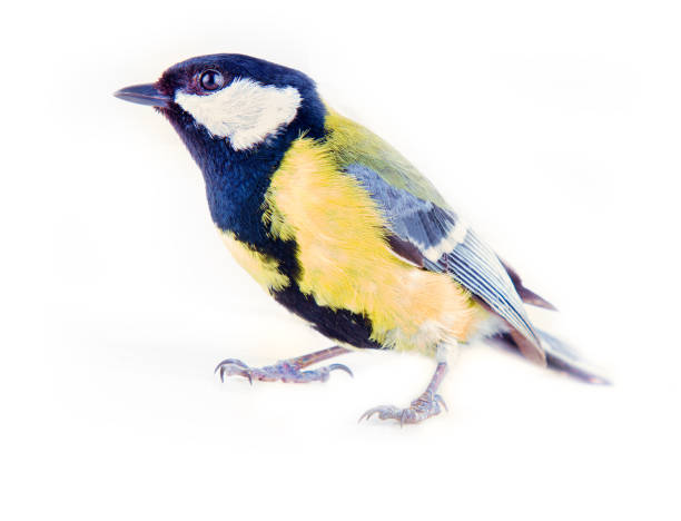 istock Great tit favorite bird in Europe on white background 1444220634