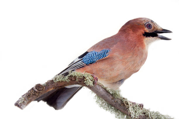 istock Multicolored Jay with blue mirror on wing. Bird portrait 1444222081