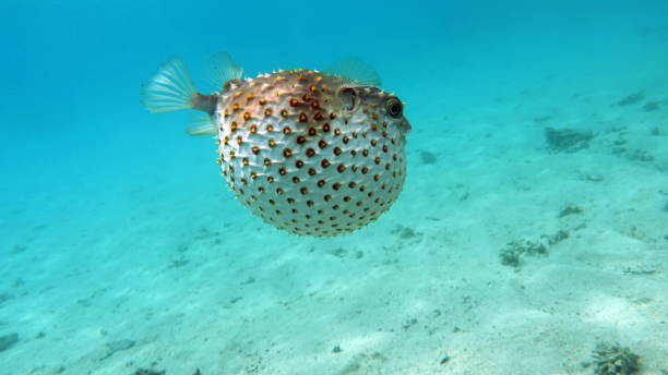 istock Fish hedgehog. Yellow-spotted cyclicht . 1444222212
