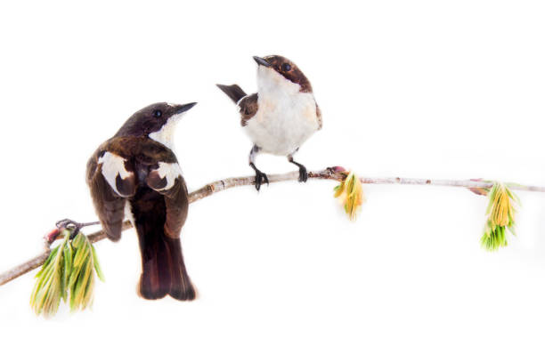 istock Two pretty birds on beautiful spring twig 1444222498