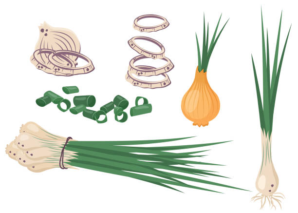 ilustrações de stock, clip art, desenhos animados e ícones de collection of fresh, white, green onion. whole, half and sliced chives, greenery. husked, chopped onion. unpeeled vegetables. healthy organic food. natural raw veggie. vector flat illustration - chive white onion backgrounds