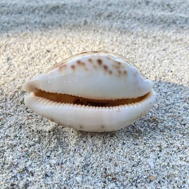 Cowrie Shell with species name Leporicypraea Mappa in Nusakambangan Island