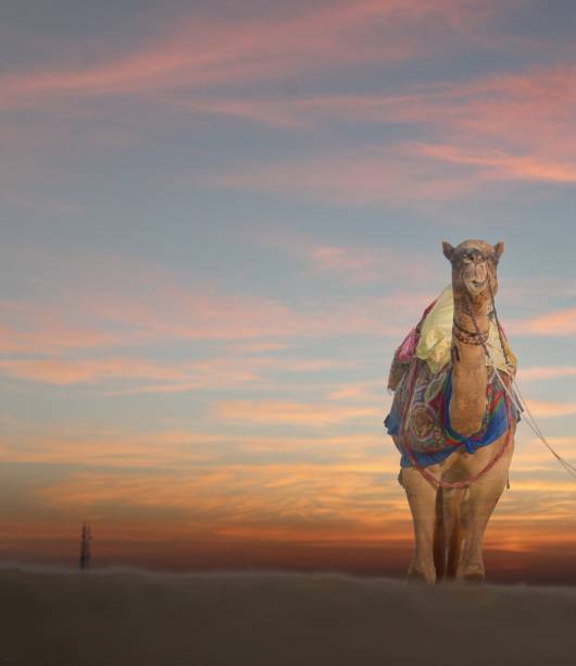camel in desert, kamelmessefest in indien - camel fair stock-fotos und bilder