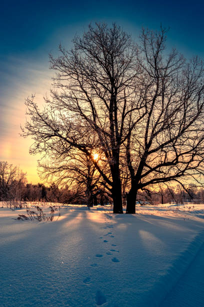 Beautiful big oak tree covered with fresh fluffy snow. Big tree without leaves on a winter sunny morning.