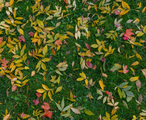 Yellow and red autumn fallen leaves on the green grass of the lawn. View from above stock photo