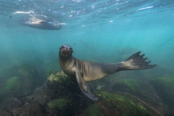 california sea lion in the pacific ocean, california, united states - denizaslanıgiller stok fotoğraflar ve resimler