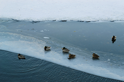 The most common ducks rest by the water in the cold