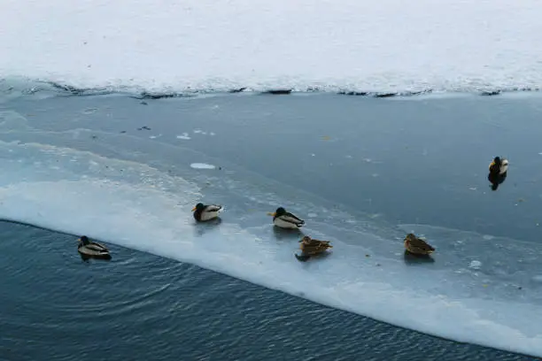 Photo of Ducks rest on ice in winter and swim alone in cold water