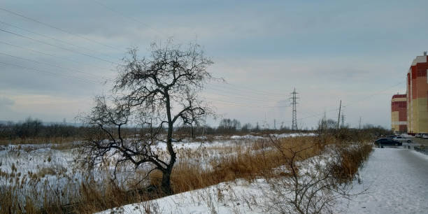 冬の風景と送電線と住宅の背景に、冬の野原の乾いた草に葉のない裸の木 - bare tree tree single object loneliness ストックフォトと画像