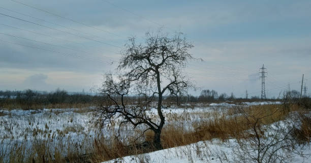 un arbre nu sans feuilles dans l’herbe sèche dans un champ d’hiver sur fond de paysage hivernal et de lignes électriques - bare tree tree single object loneliness photos et images de collection
