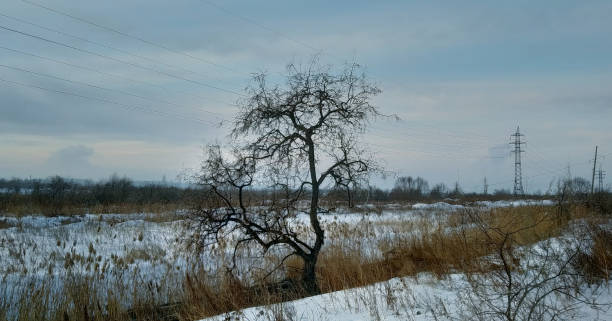 冬の風景と送電線を背景にした冬の野原の乾いた草に葉のない裸の木 - bare tree tree single object loneliness ストックフォトと画像