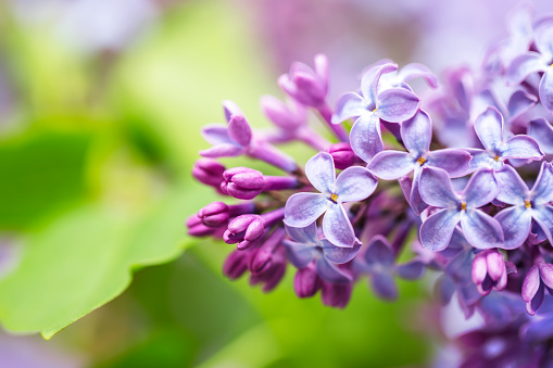 Close-up of a blooming Wisteria