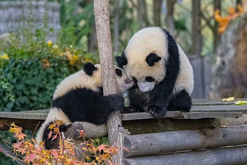 Giant pandas, bear pandas, two babies playing together outdoors