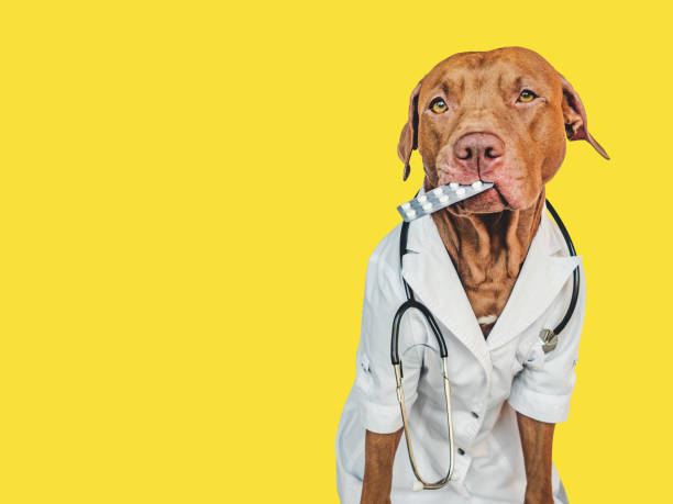 istock Lovable, pretty puppy, wearing a doctor's coat 1444229676