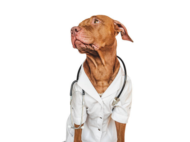 istock Lovable puppy, dressed in a doctor's coat 1444229737