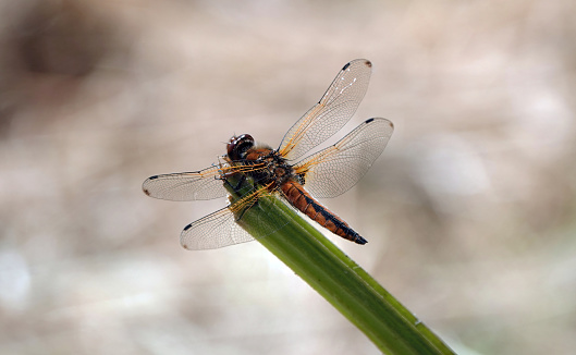 An immature male scarce chaser dragonfly in a rural setting.