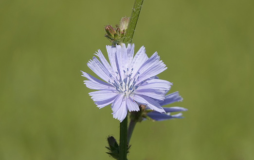 A closeup of common chicory growing in a field against a blurry background.