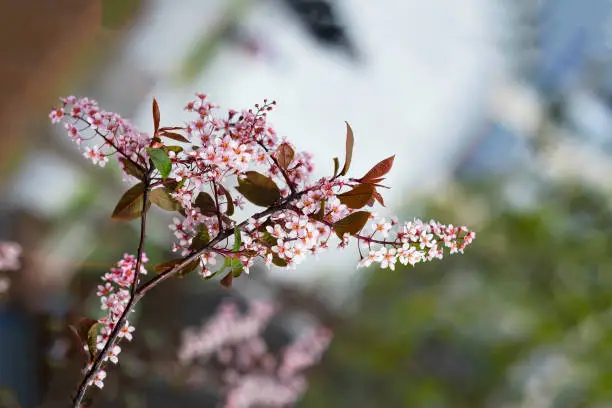 Branch of Pink Prunus padus, bird cherry, mayday tree, flowering plant, species of cherry, selective focus