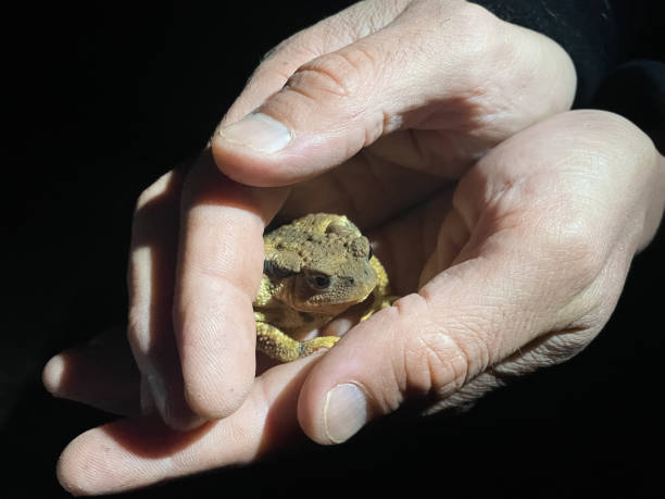 crapaud commun soigné et tenu par un homme la nuit - common toad photos et images de collection