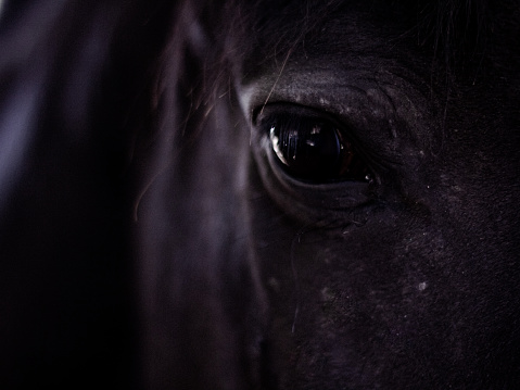 Black andalusian horse eye staring at camera with and expressive look. Portrait of beautiful and impressive Equus caballus