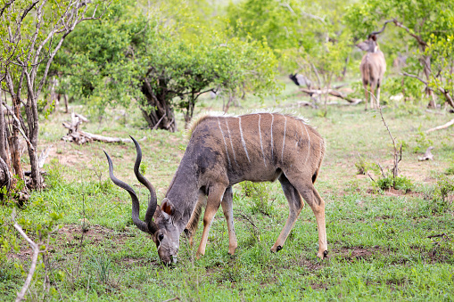 Kudu (Tragelaphus strepsiceros) in Kruger National Park, South Africa